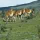 Guanacos en Parque Nacional Torres del Paine