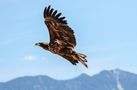 Steinadler (Aquila chrysaetos)  by Günni