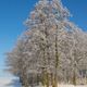 Winterbaum