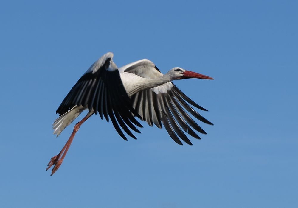 Im Landeanflug von Th. Diedrich 