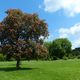 blhende Kastanie im Park