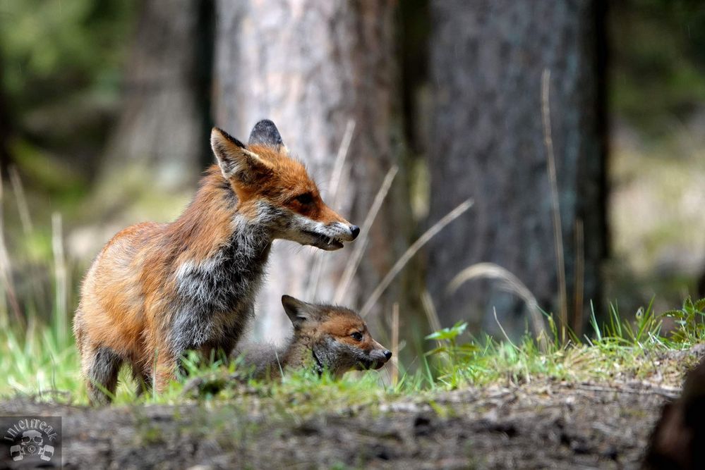 30+ Lebensraum Für Tiere, Arten wie haussperling und hausrotschwanz,
