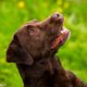 Labrador Portrait 