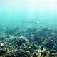 Unterwasser Hai-Light