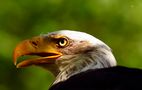 ein stolzer Vogel von Reiner Jagla 