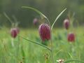 In der Schachblumenwiese von Natur RB