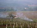 FEU DE PAILLE DANS LE VIGNOBLE JURASSIEN de BUBUL