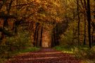 Herbstwald by Udo Wenz 