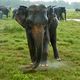 Sri Lanka: Elefant im Monsun