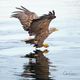 Seeadler im Anflug auf den Fisch 