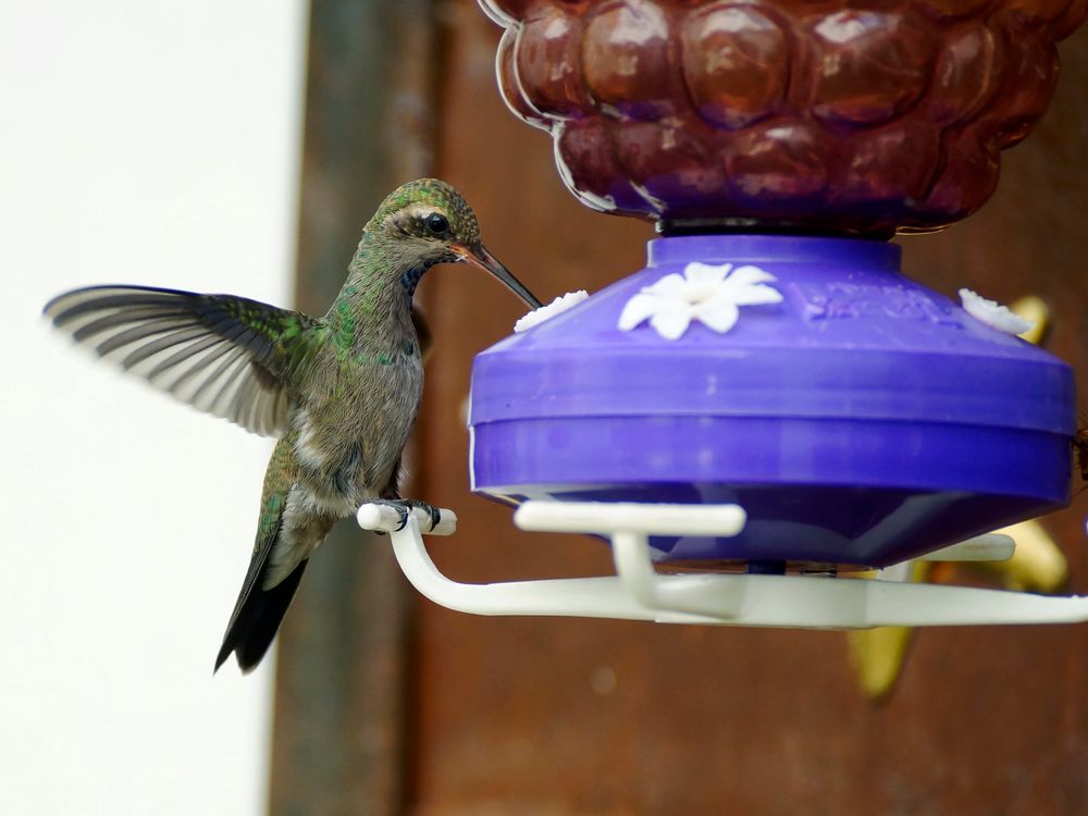 Colibrí pico ancho de Pepe San 