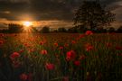 Die Sonne und der Mohn von Jeffrey Groneberg