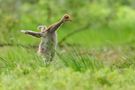 Kranichküken beim Muskeltraining de gudrunneuser