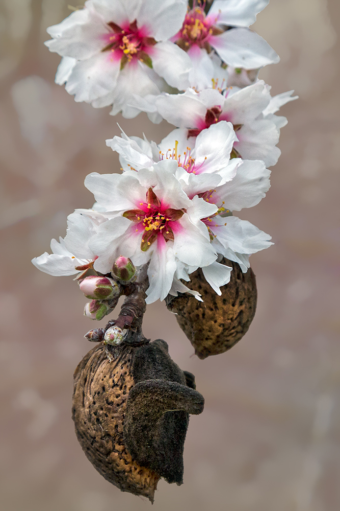 Mandelblüte: Zwei Generationen von Beate Rausch 