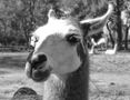 Zoo de Luján: guanaco by Coquitte