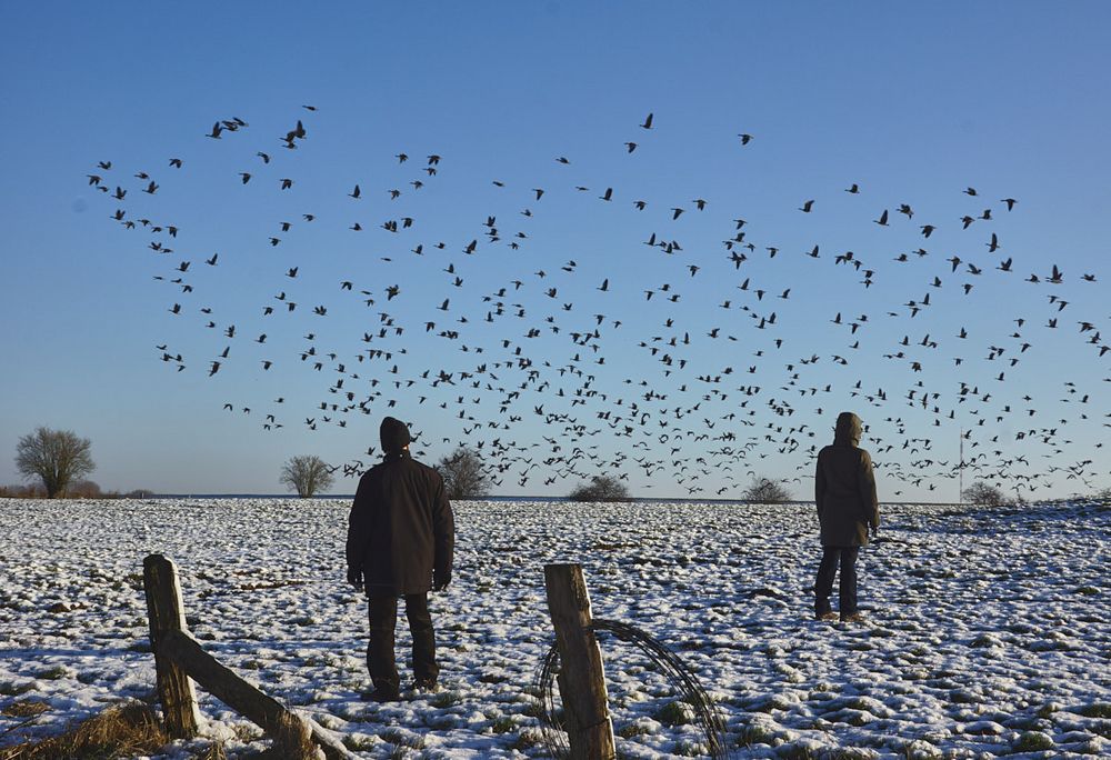 Wintergänse von Erika Rutert