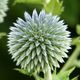 Echinops ritro (Kugeldistel)