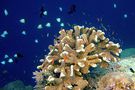 Fish life and the corals by Pfriemer