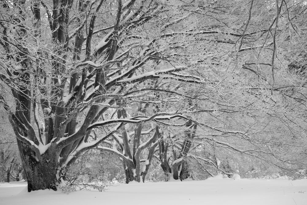 Winterbuchen auf dem Raichberg von Barsoi 