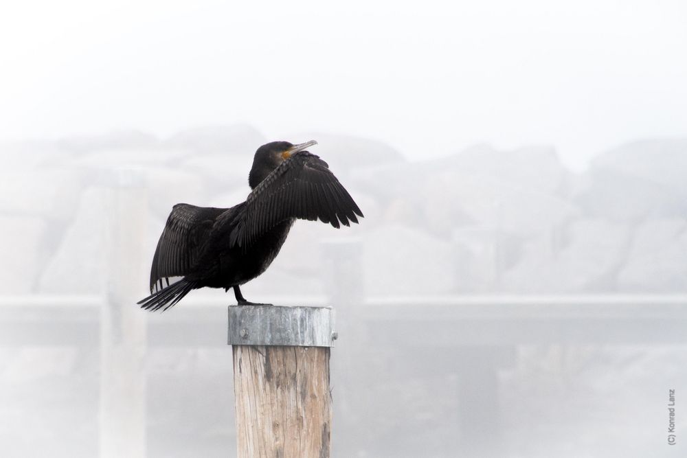 Kormoran im Nebel von Konrad Lanz