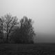 Nebel-L