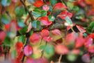 rote Blättchen von Naturmomente~Stadtaugenblicke 