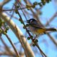 Bulbul  oreillons blancs