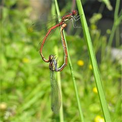 FA 9 / Paarungsrad der Frühen Adonislibelle (Pyrrhosoma nymphula)