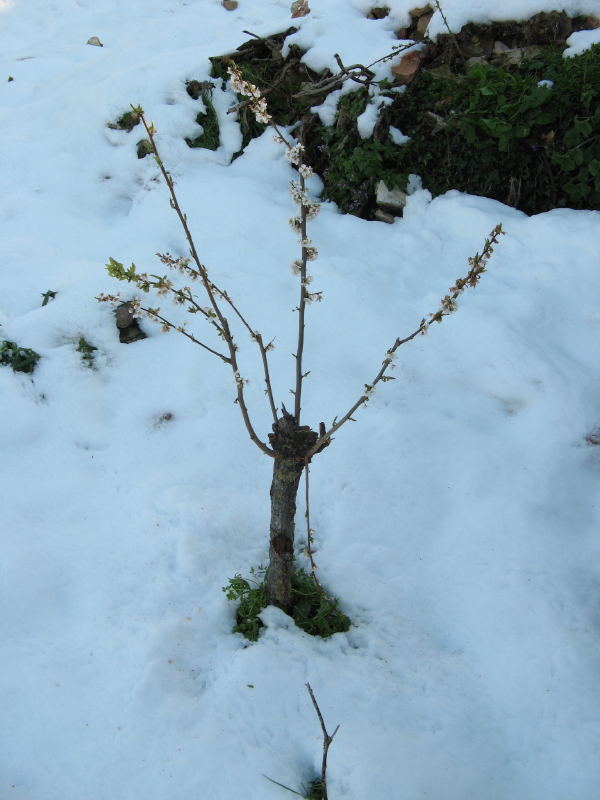 Fa freddo ma fiorisco