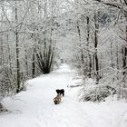 Fa freddo, per noi si ma per loro che si divertono no