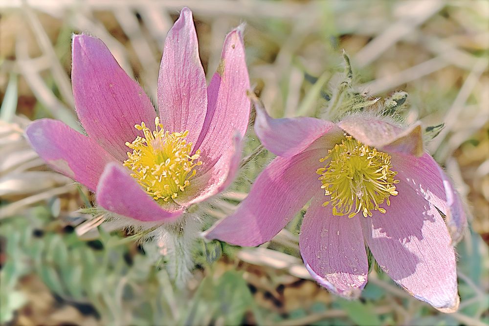 rosa Küchenschellen von Gisela Braunleder