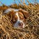 Ein Bett im Kornfeld