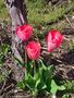 2024-03-20-Tulpen (Archivbild von 2021) by Maria Kohler
