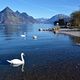 Am schnen Vierwaldstttersee.