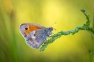 Kleines Wiesenvögelchen de Landschaftsfotografie-Pfalz.de