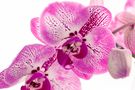 Orchidee von Otto Ersching