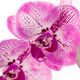 Orchidee