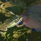 Wasserfrosch im Gartenteich 2