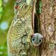 Colugo Mum and Kid