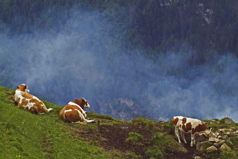 fabbriche del latte in alta quota = mucche alpine