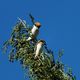 Ornithologen zur Bestimmung gebeten