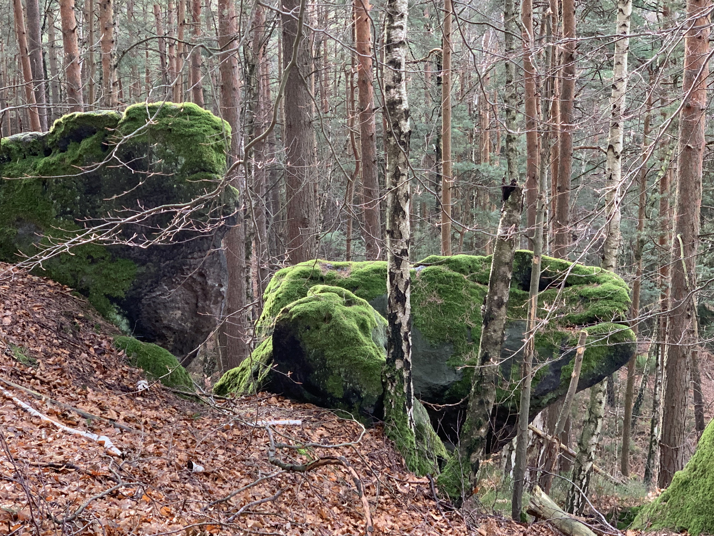 Fabelwesen am Aufstieg zum Gohrischstein...