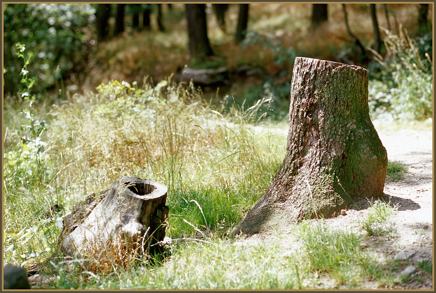 Fabelwesen aus dem Wald - Baumfuss oder -huf? (analog)