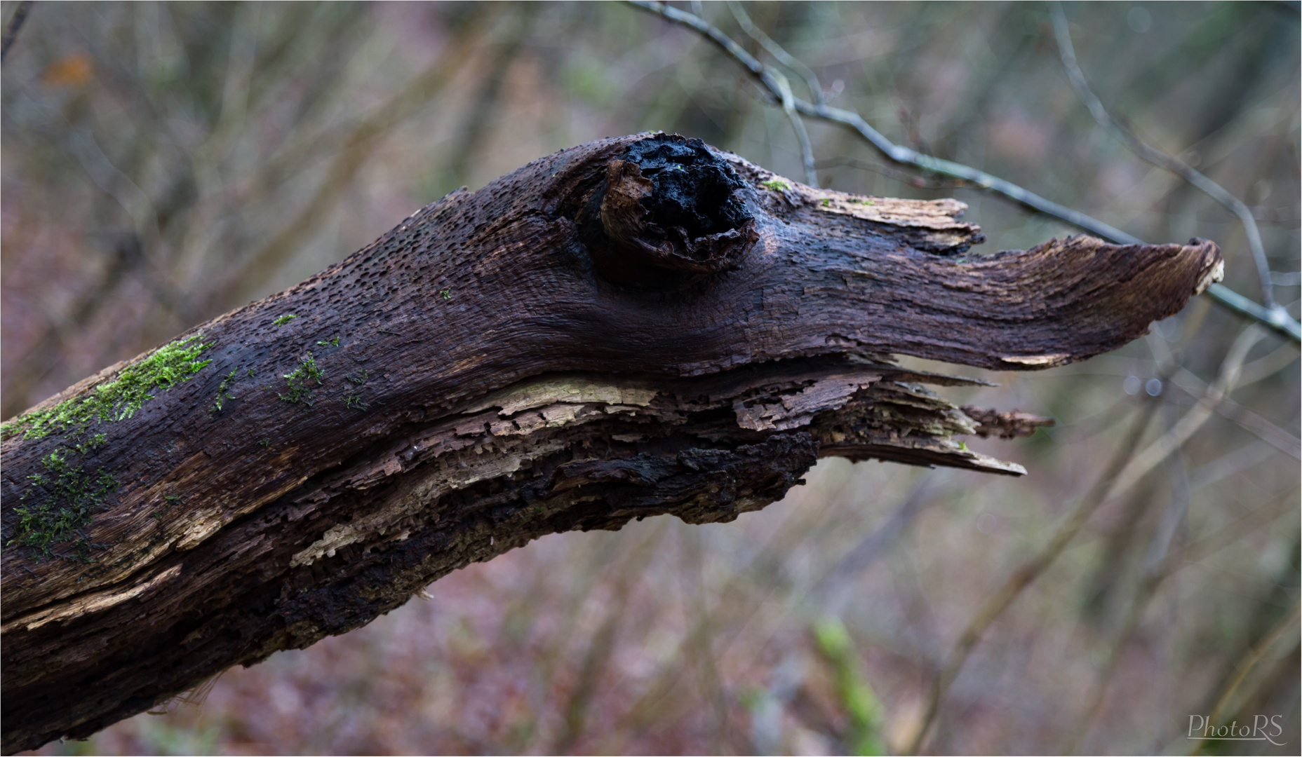 Fabelwesen aus der Familie der Holzgänse