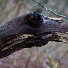 Fabelwesen aus der Familie der Holzgänse