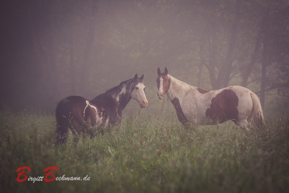 Fabelwesen im Nebel