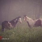 Fabelwesen im Nebel