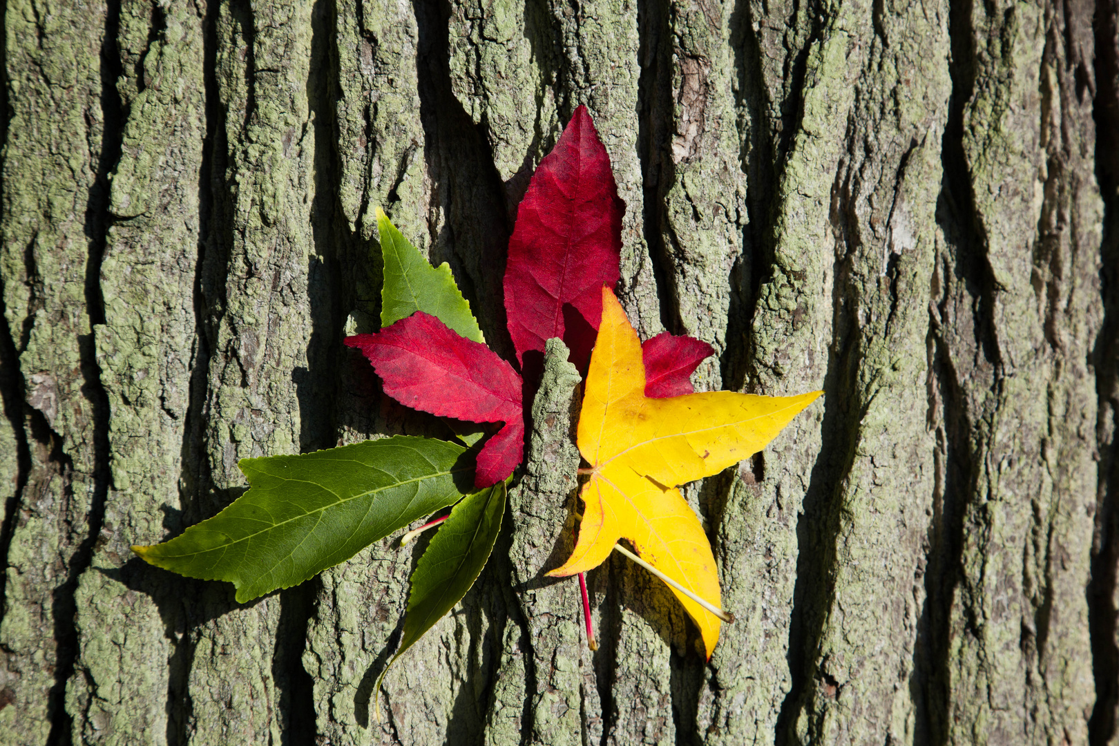 " Faben des Herbstes "