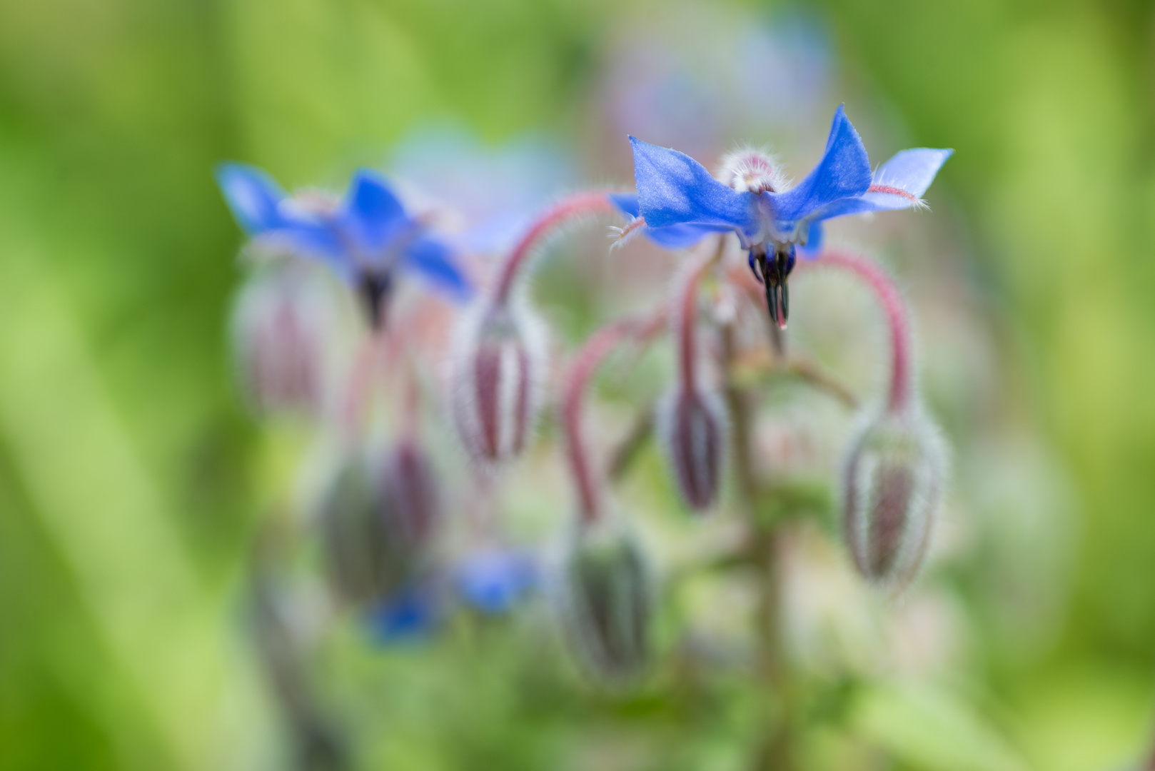 Faben und Formen der Natur - Borretsch