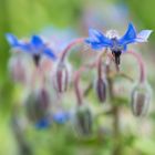 Faben und Formen der Natur - Borretsch